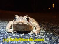 /home//u458753944/public_html/sourcegallery////Roxborough Toad Detour/2022/2022-03-07/P3070838.JPG
